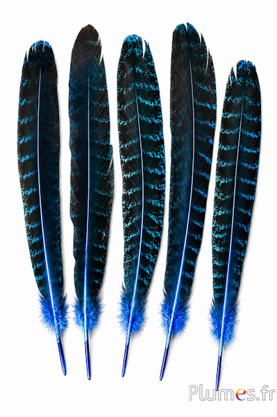 Pfau blau - 30-40 cm - türkis-braun